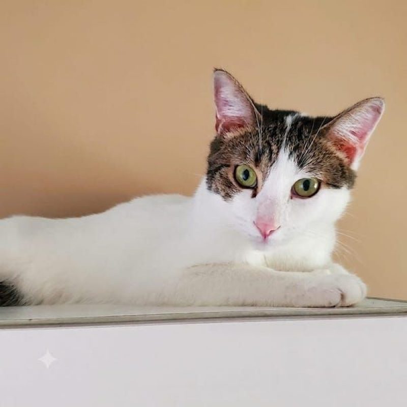 CEDRIC - Chat à adopter - photo 3