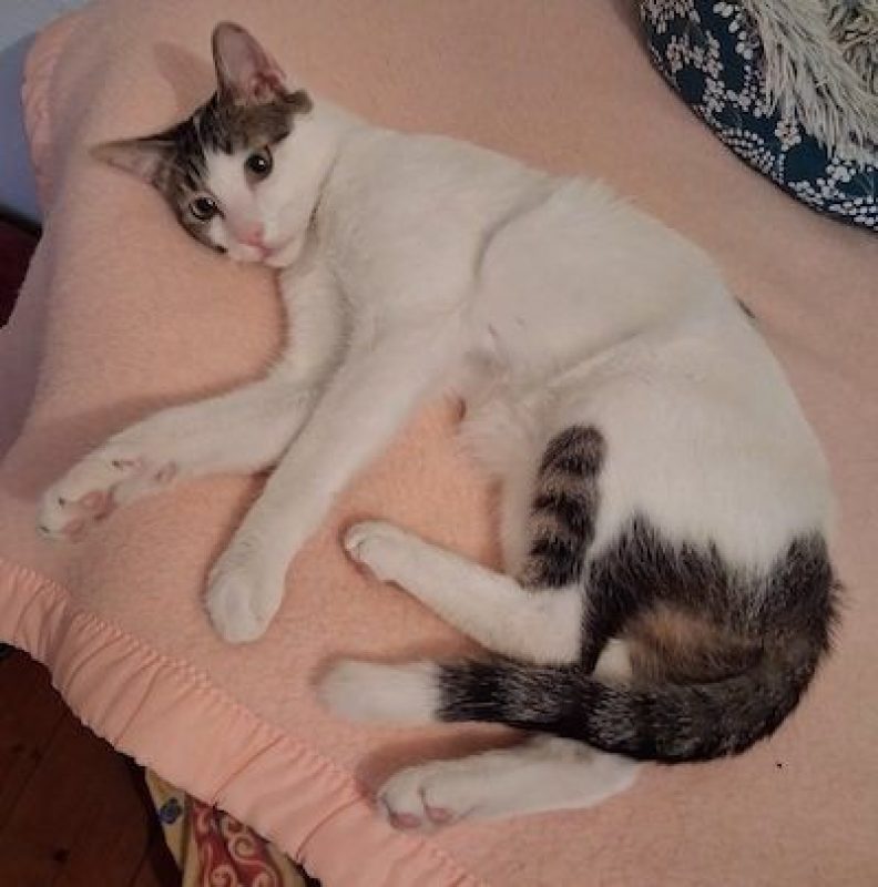 CEDRIC - Chat à adopter - photo 2