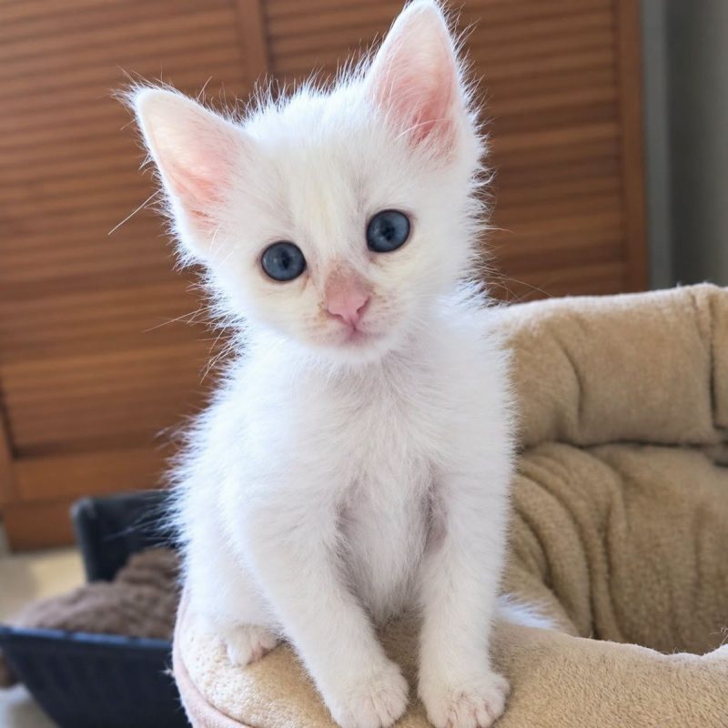 Casper - Chat Européen à adopter - photo 2