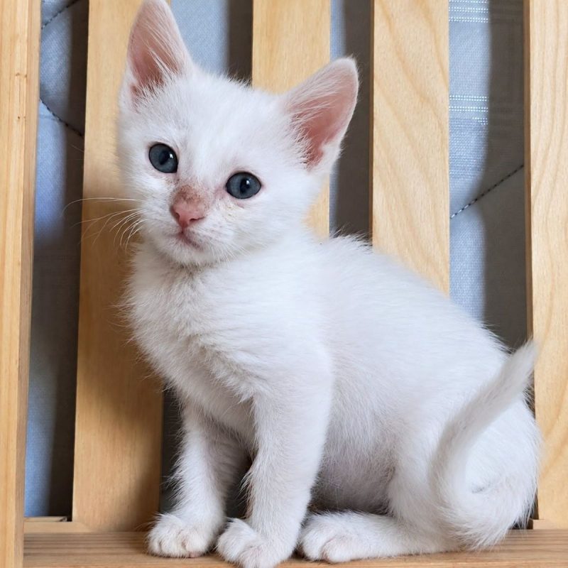 Casper - Chat Européen à adopter
