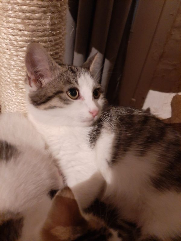 Bowie - Chat à adopter - photo 2