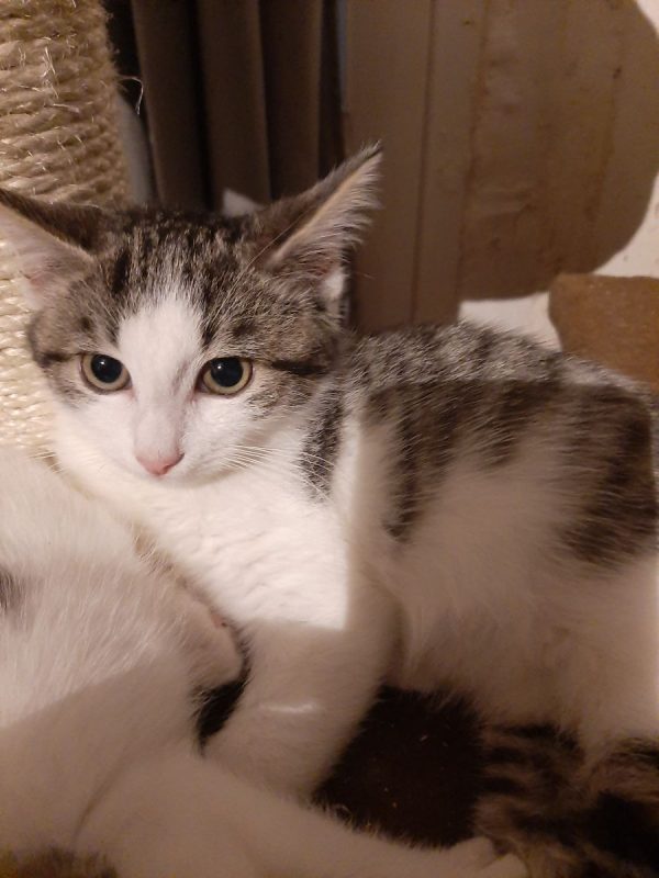 Bowie - Chat à adopter - photo 3