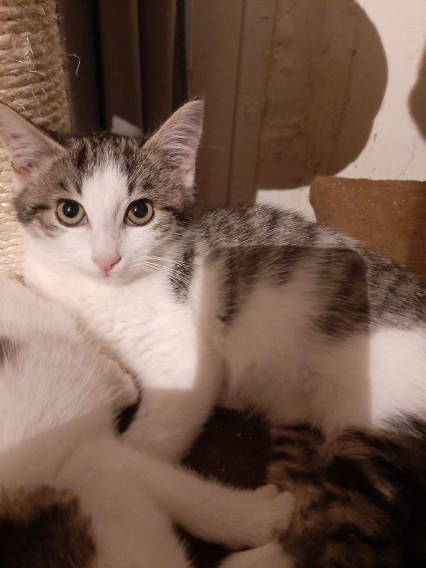 Bowie - Chat à adopter