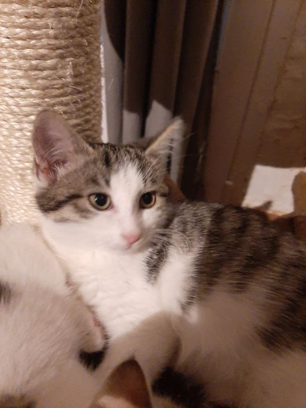 Bowie - Chat à adopter - photo 4