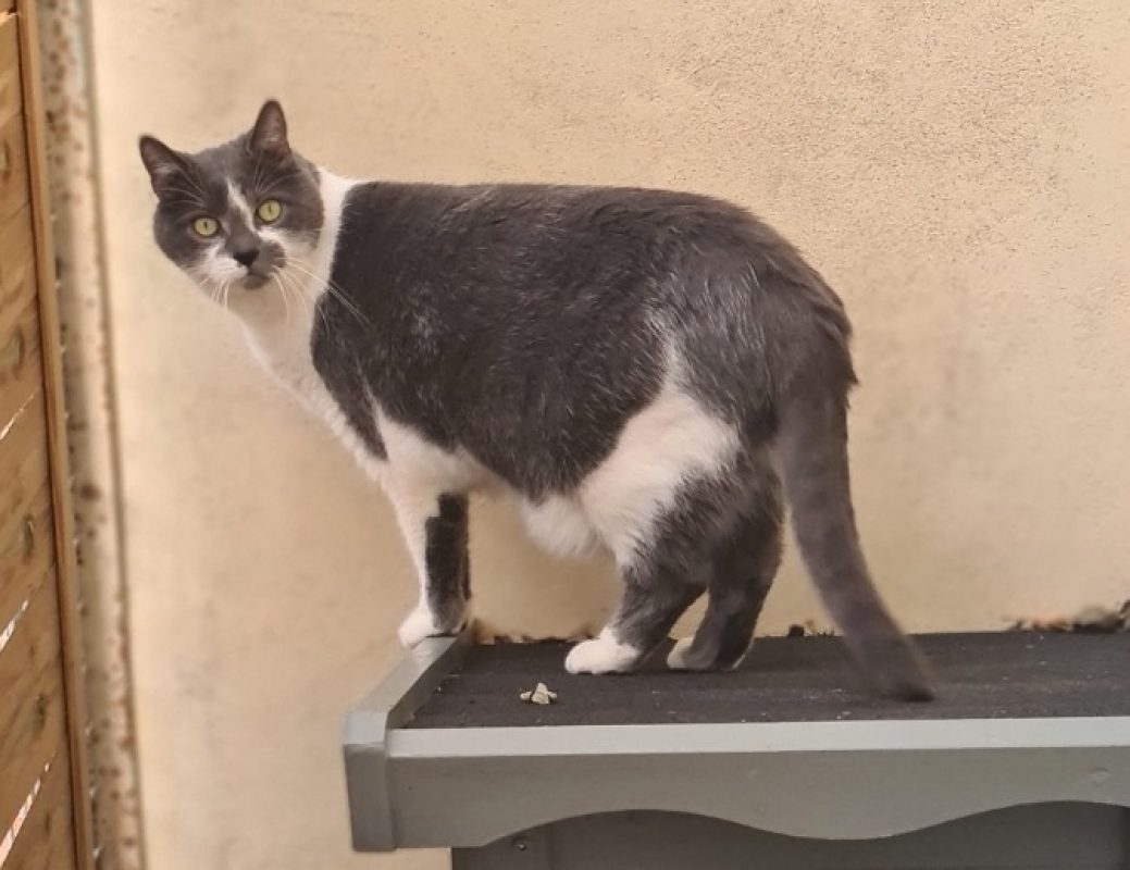 Tom - Chat à adopter