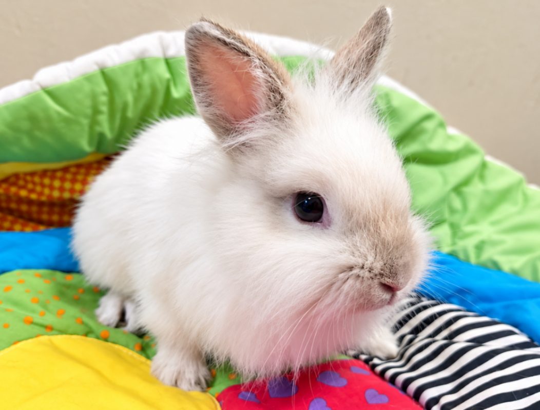 Biscotte - Rongeur Lapin à adopter