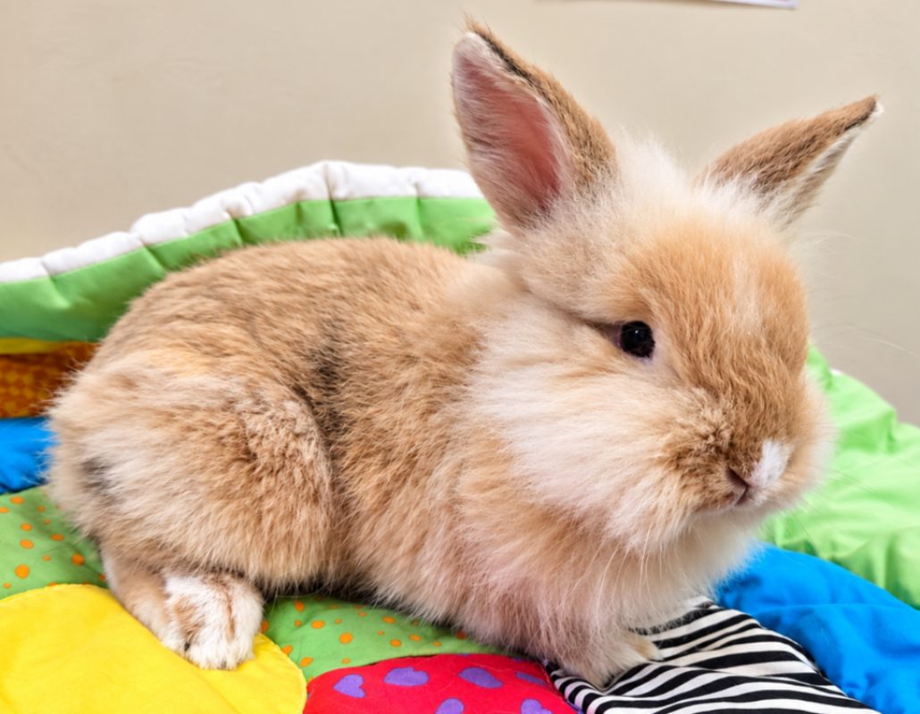 Pompom - Rongeur Lapin à adopter