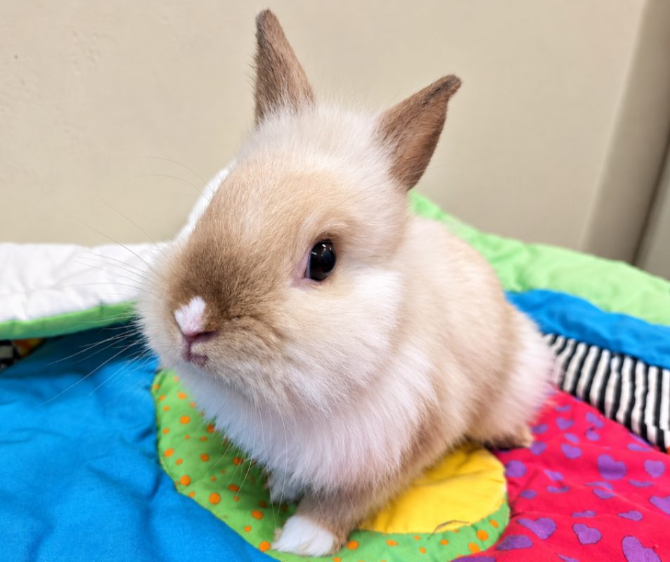 Muffin - Rongeur Lapin à adopter