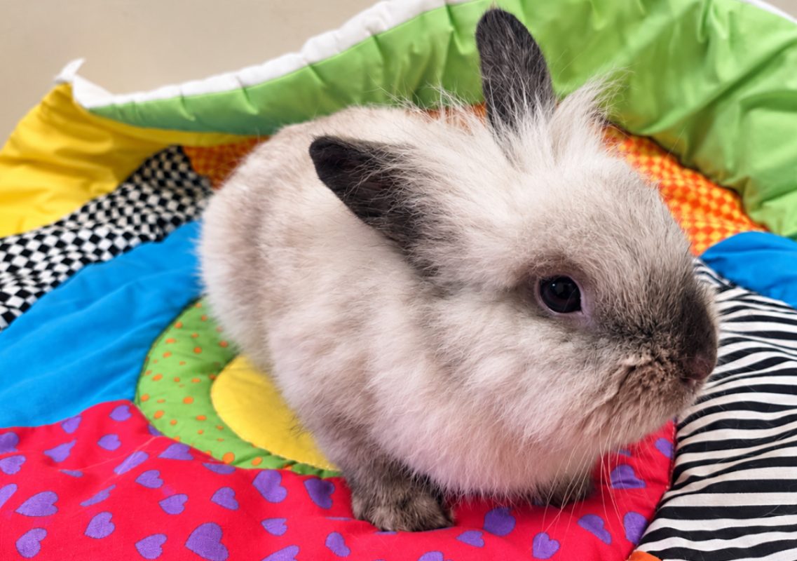 Kitkat - Rongeur Lapin à adopter