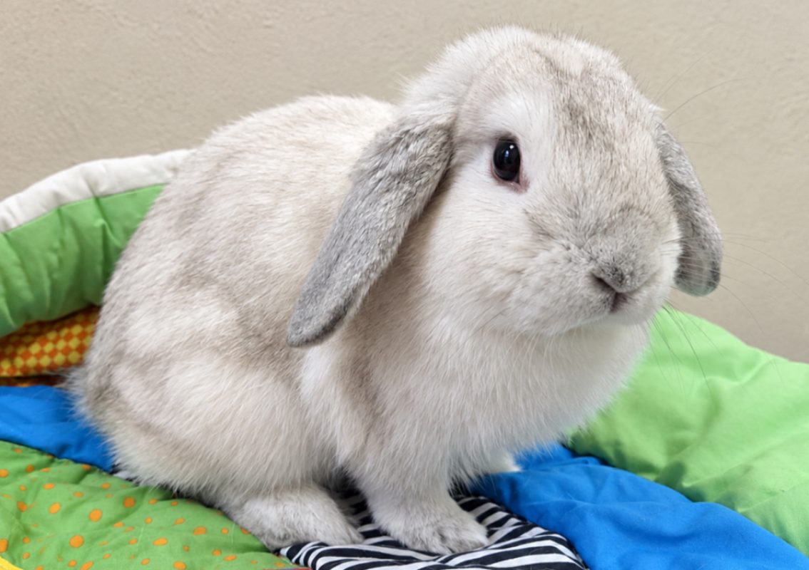 Pampille - Rongeur Lapin à adopter