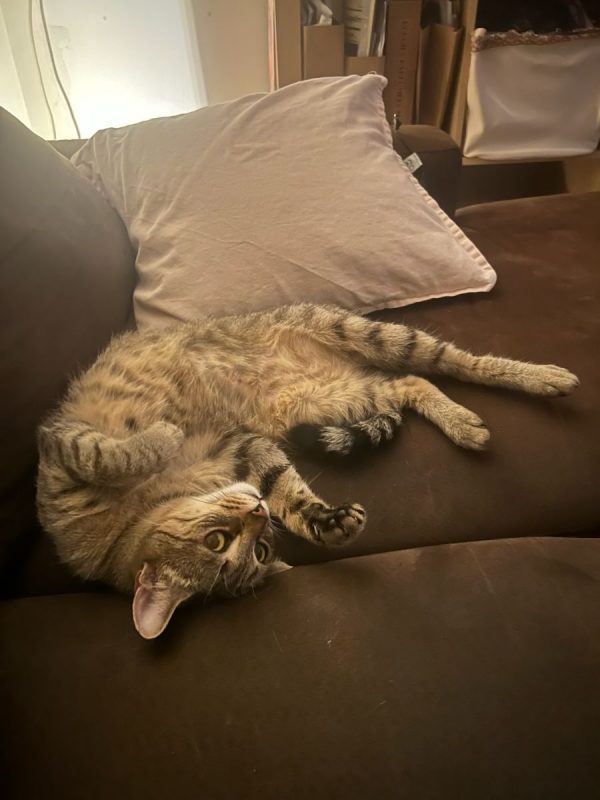 Kittie - Chat à adopter