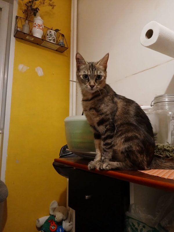 Mai Mai - Chat à adopter - photo 3