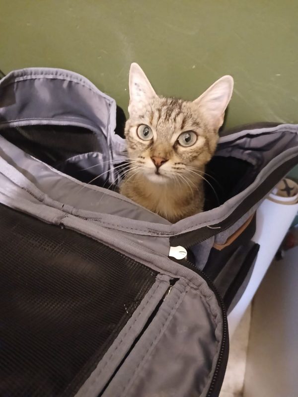 Mai Mai - Chat à adopter