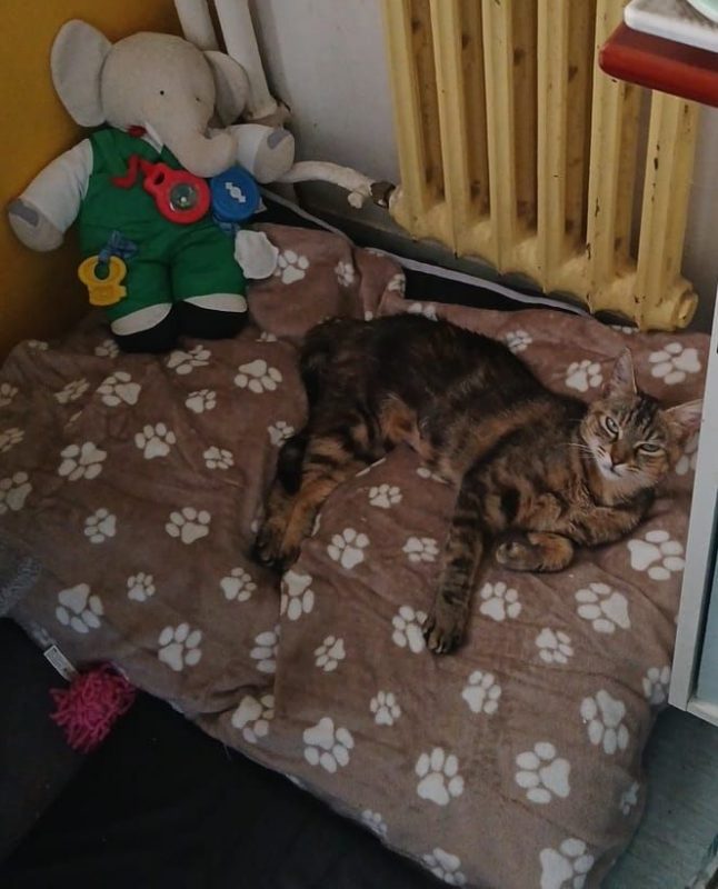 Mai Mai - Chat à adopter - photo 2
