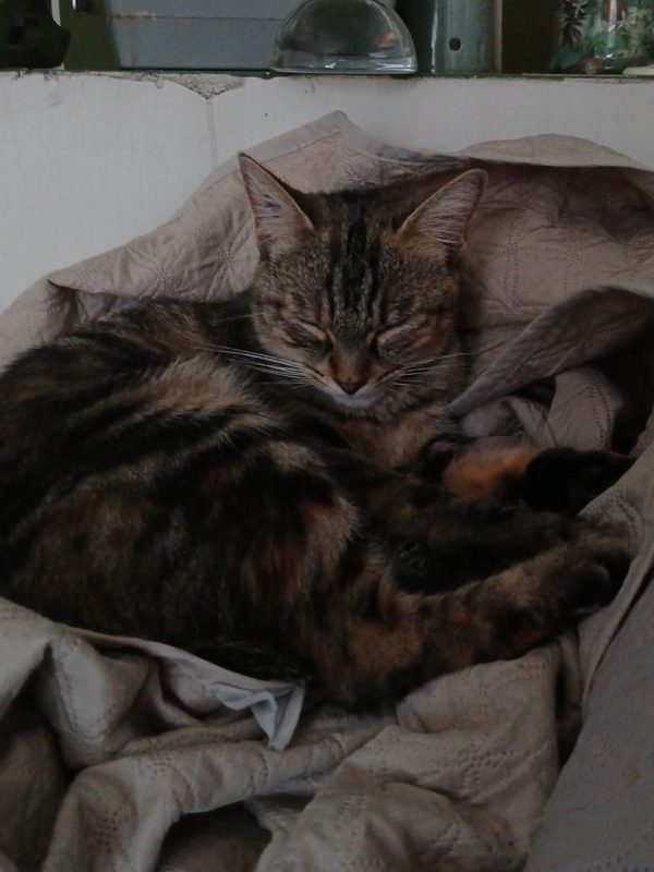 Mai Mai - Chat à adopter - photo 4