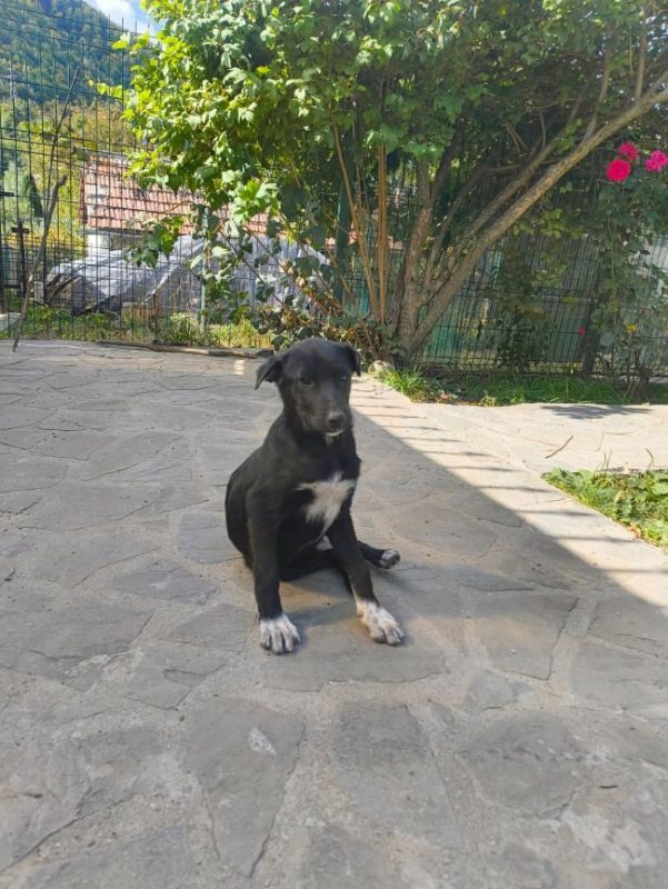 Airelle - Chien à adopter