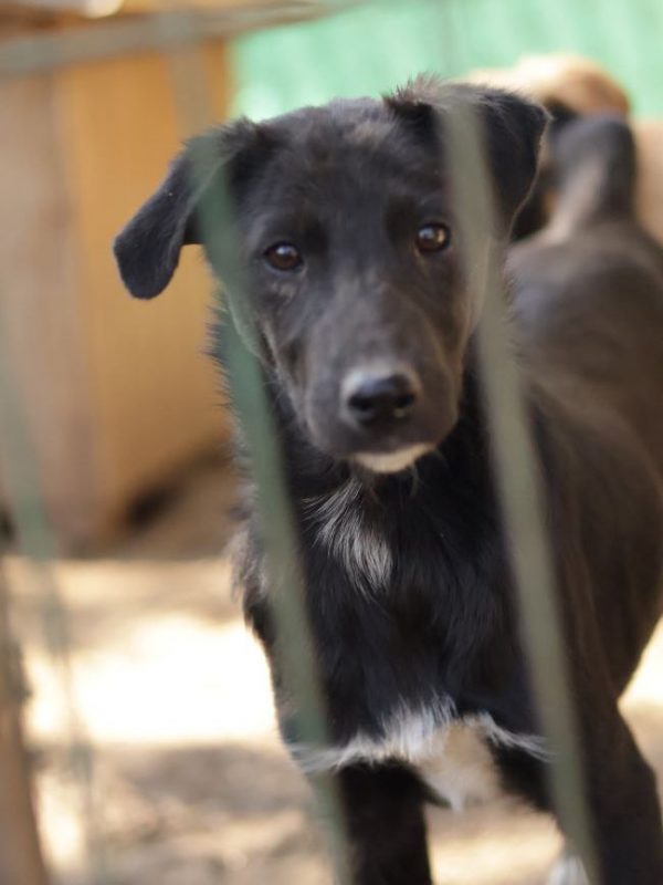Airelle - Chien à adopter - photo 2