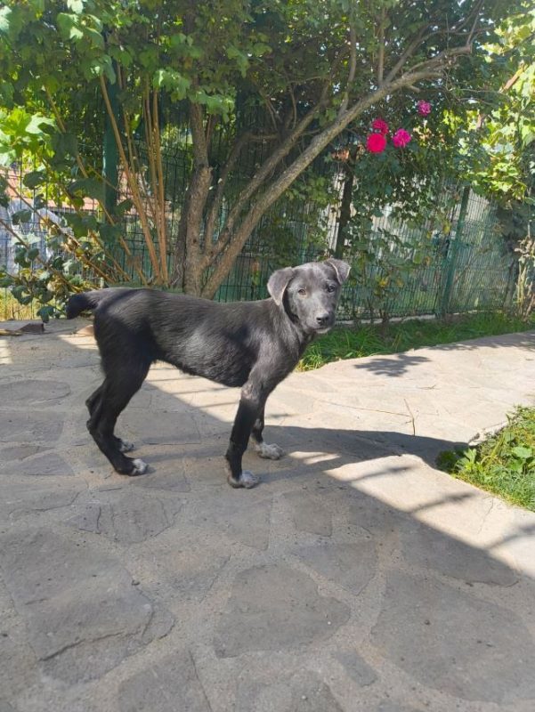 Airelle - Chien à adopter - photo 4