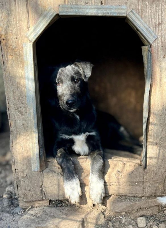 Airelle - Chien à adopter - photo 3