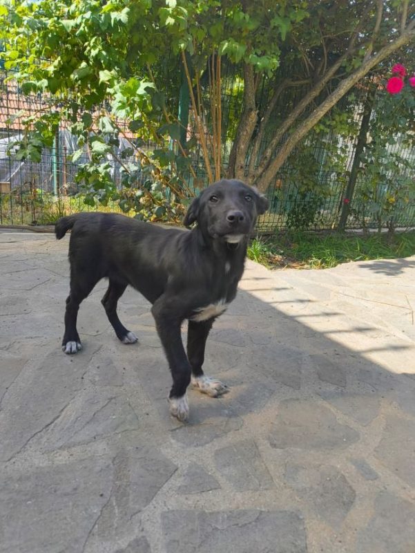 Airelle - Chien à adopter - photo 5