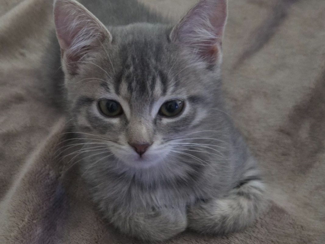 Sakura - Chat Européen à adopter