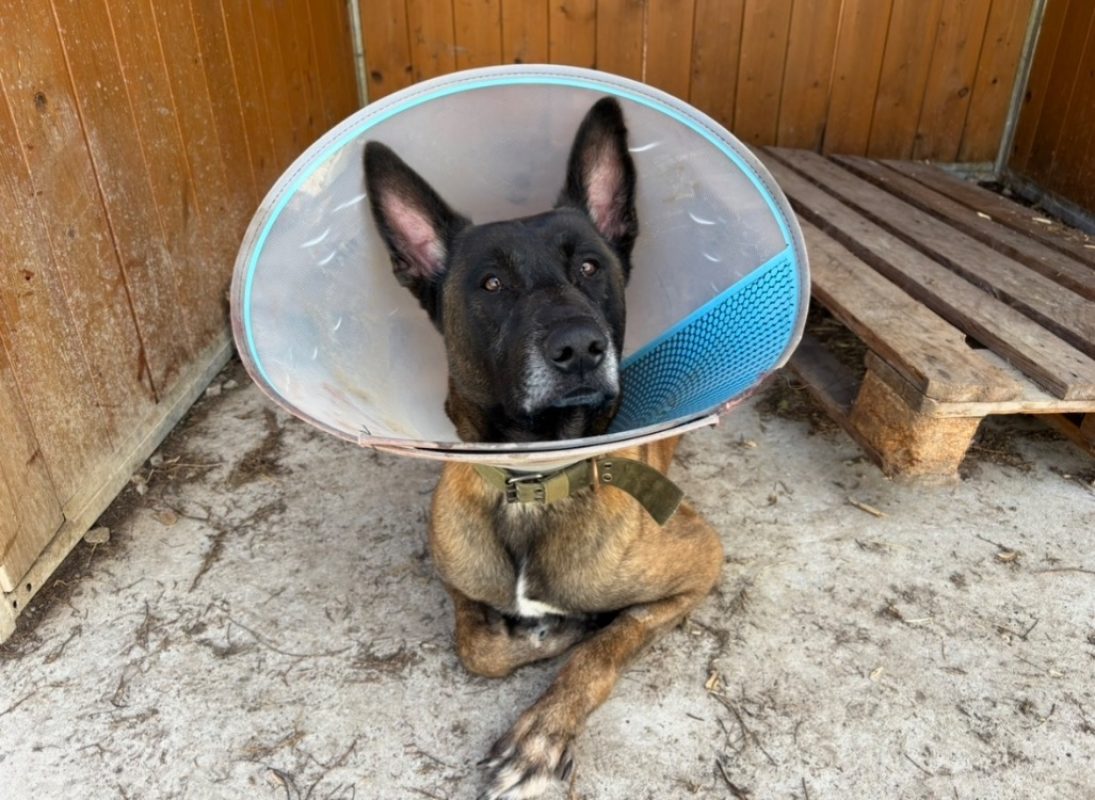 Sango - Chien Berger Belge Malinois à adopter