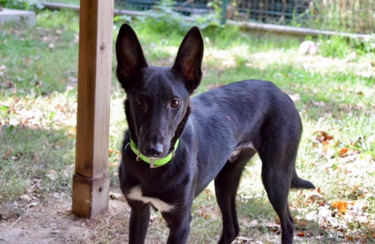 Ozzi - Chien à adopter