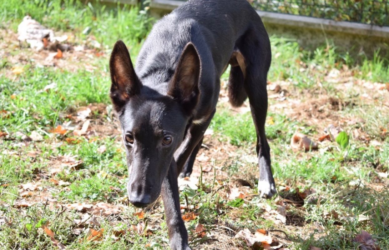 Ozzi - Chien à adopter - photo 2