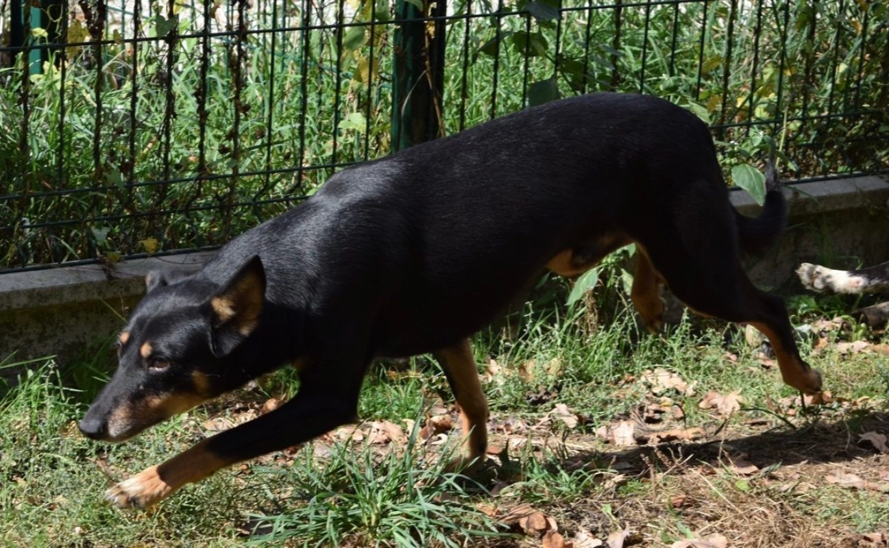 Odin - Chien à adopter