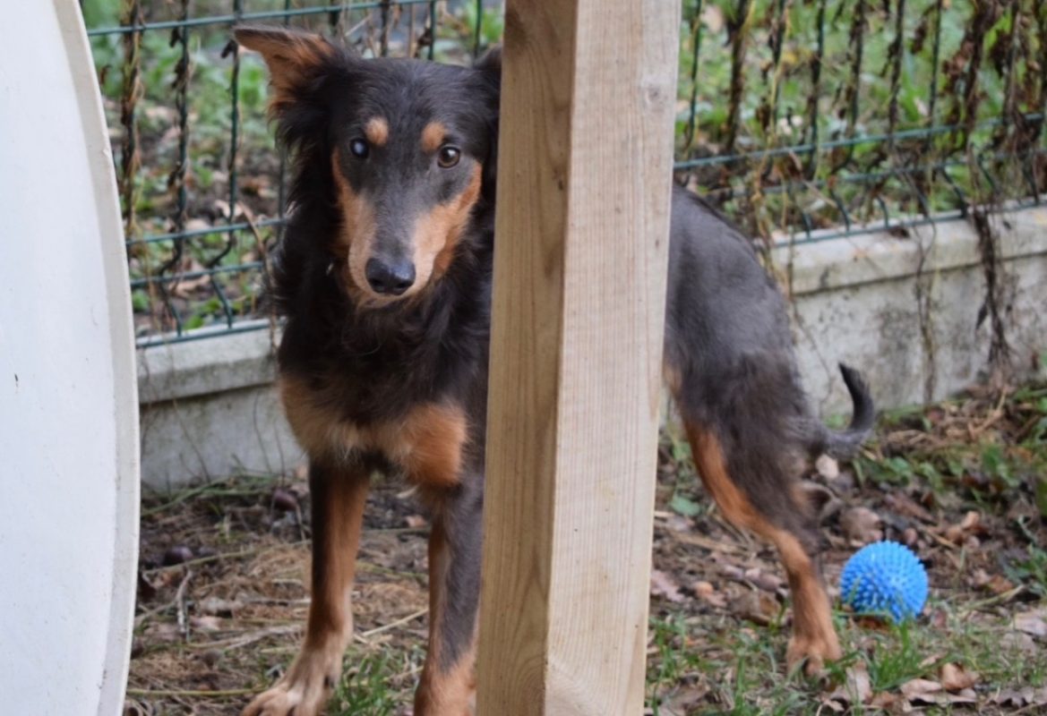 Olaf - Chien à adopter