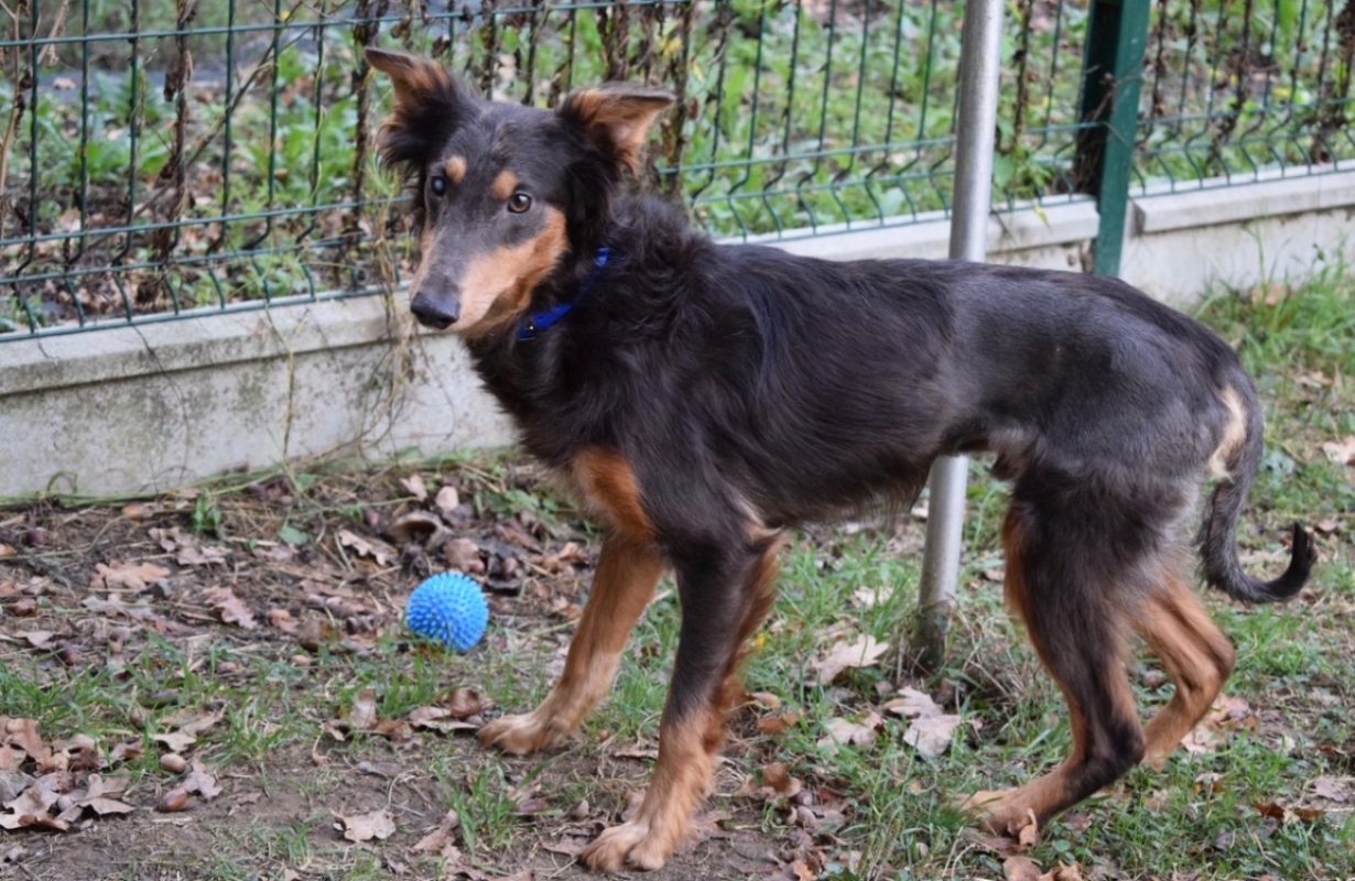 Olaf - Chien à adopter - photo 2