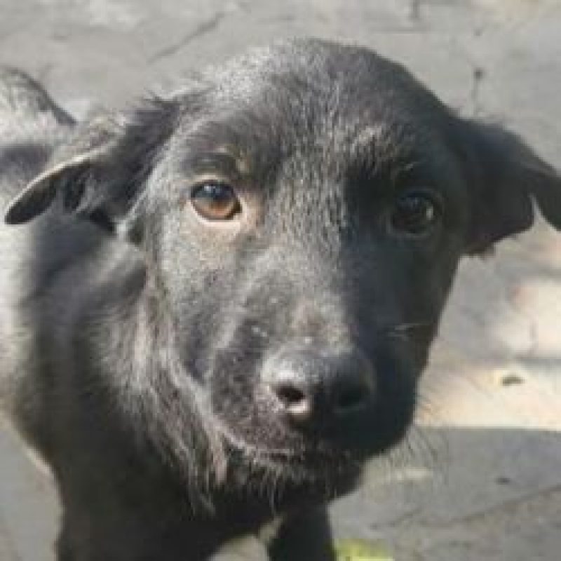 Mure - Chien à adopter - photo 2