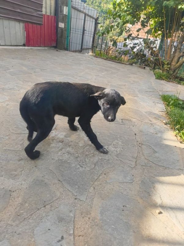Mure - Chien à adopter - photo 3