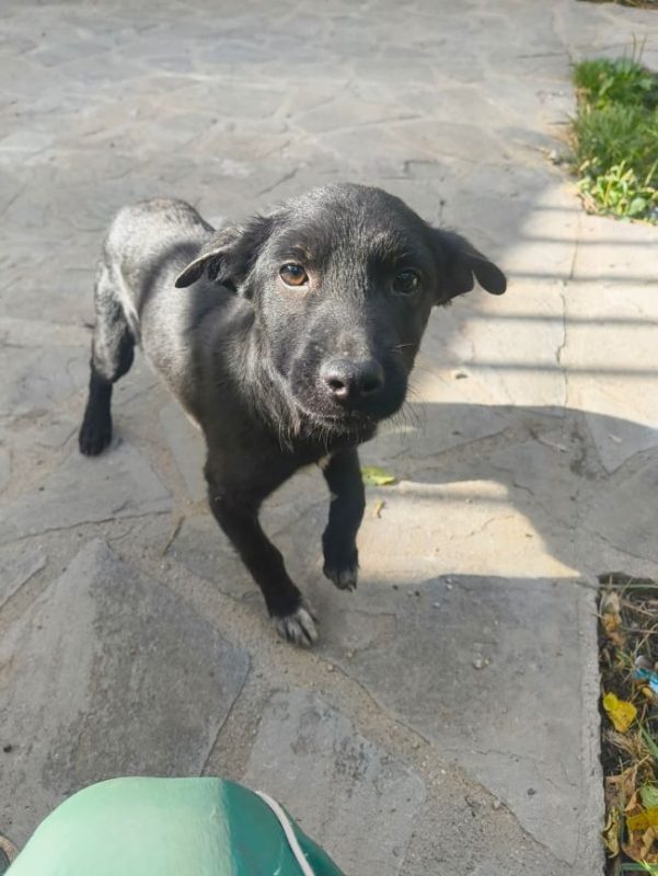 Mure - Chien à adopter - photo 5