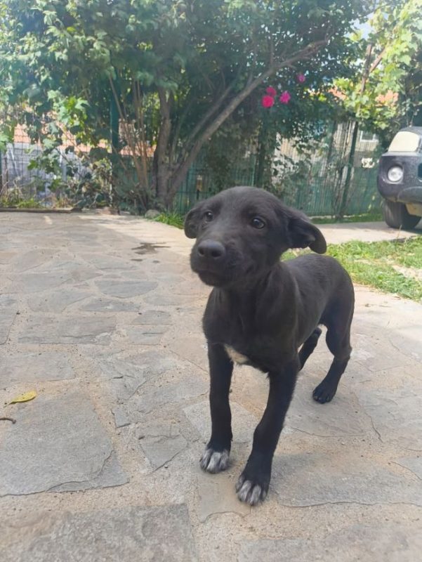 Mure - Chien à adopter