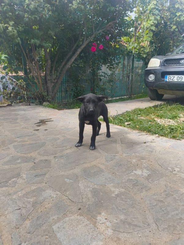 Mure - Chien à adopter - photo 4