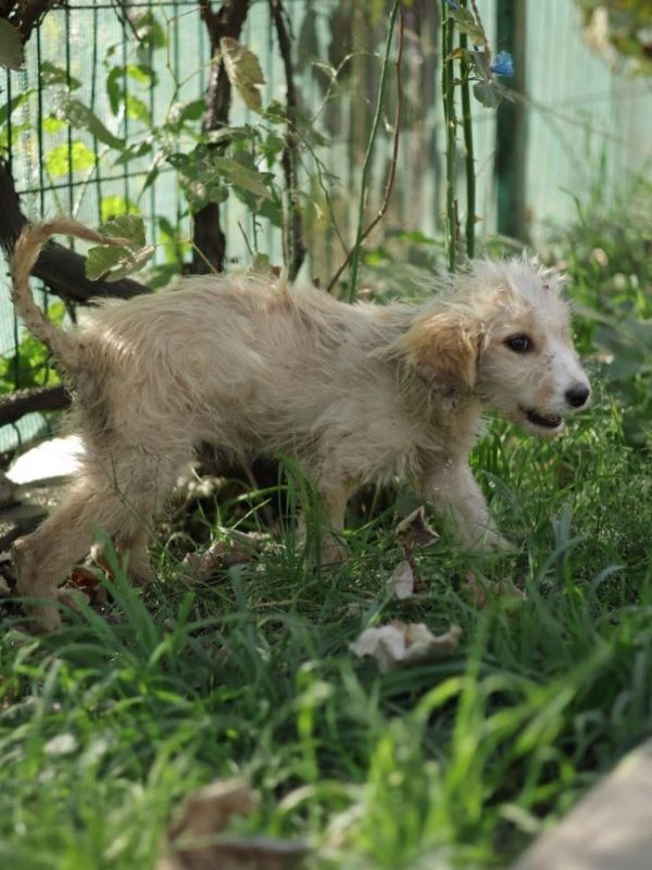 Wookie - Chien à adopter - photo 4