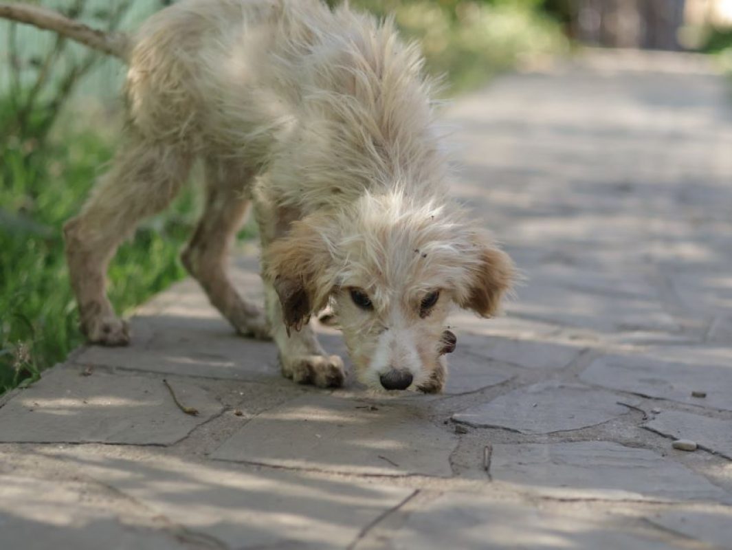 Wookie - Chien à adopter - photo 2