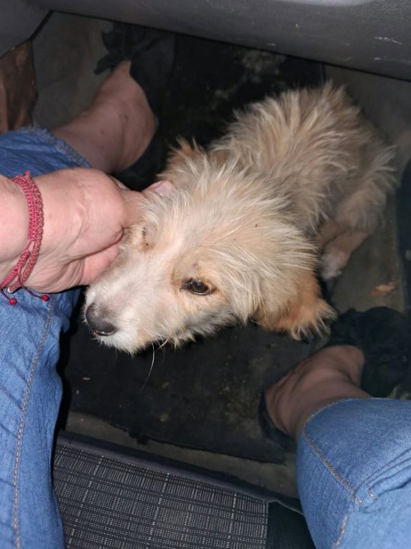 Wookie - Chien à adopter