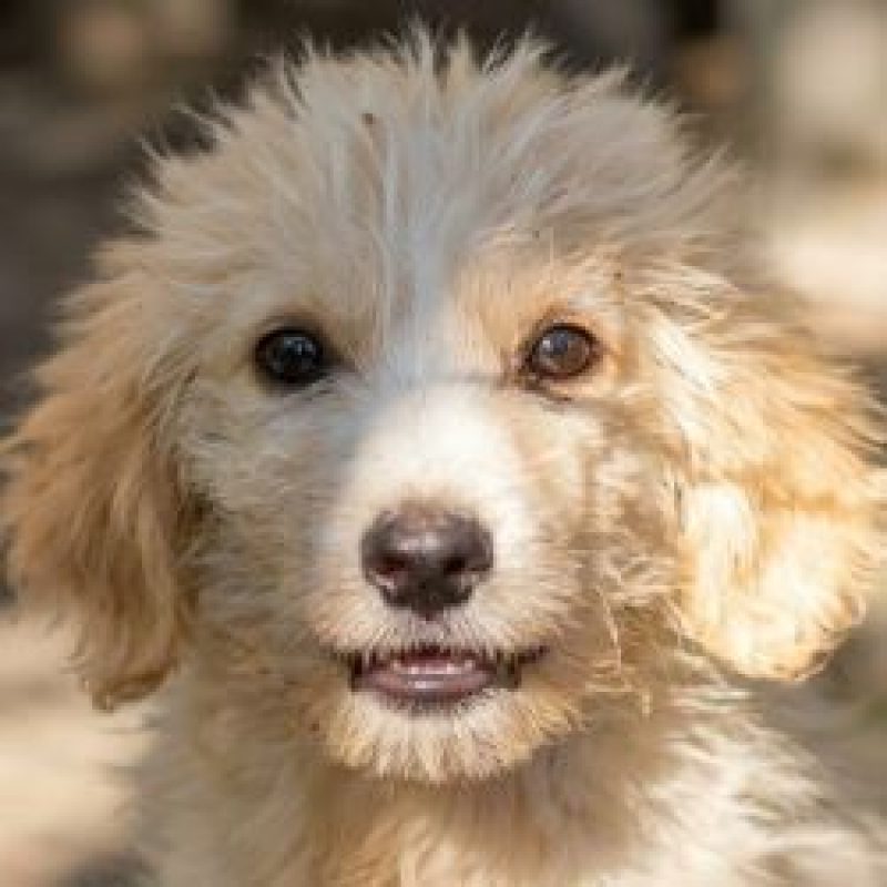 Wookie - Chien à adopter - photo 3