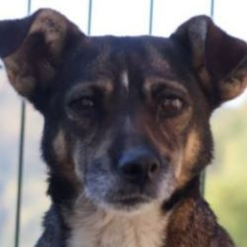 Nutella - Chien à adopter - photo 2
