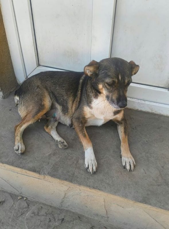 Nutella - Chien à adopter - photo 3