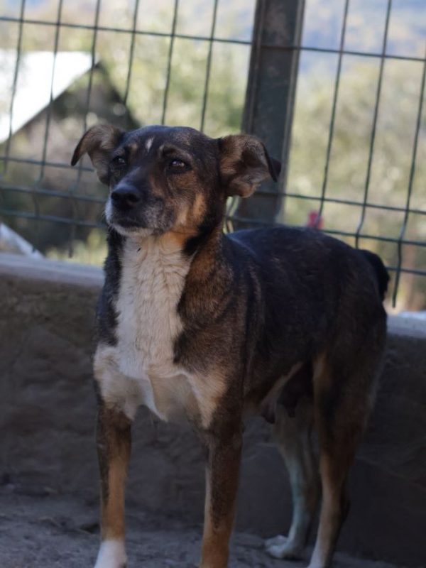 Nutella - Chien à adopter