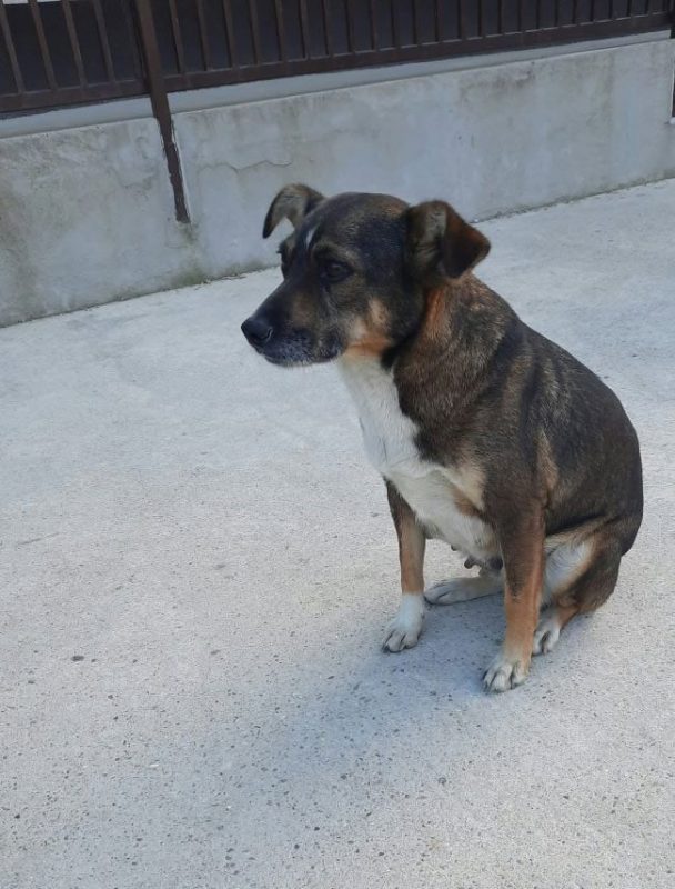 Nutella - Chien à adopter - photo 5
