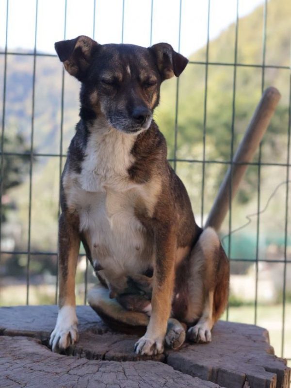 Nutella - Chien à adopter - photo 4