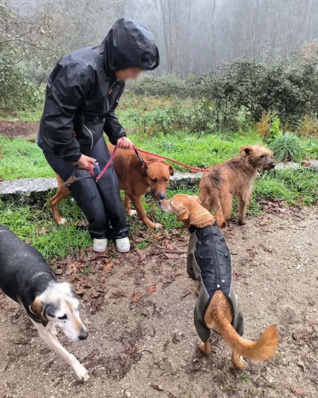 Mickey - Chien à adopter - photo 5