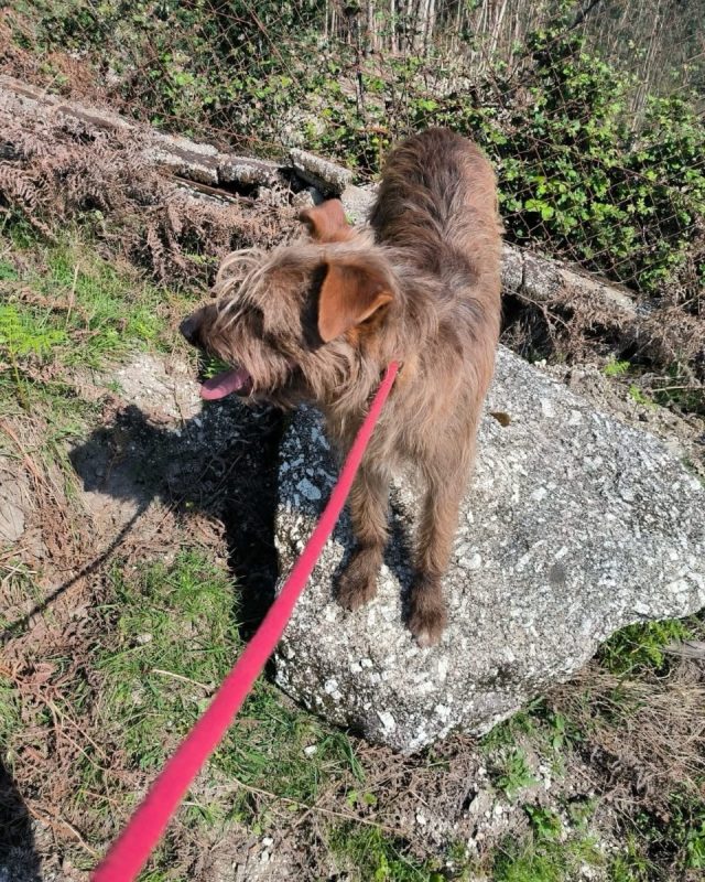 Mickey - Chien à adopter - photo 6