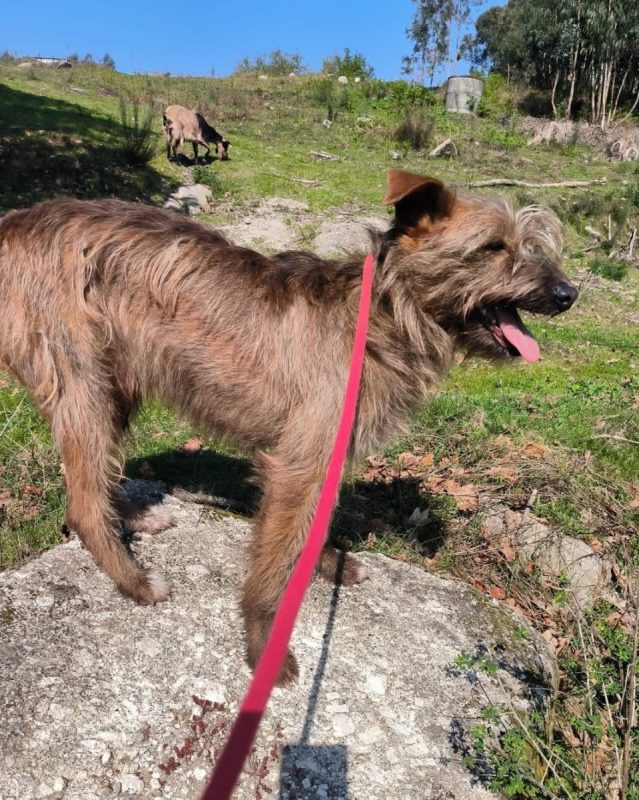 Mickey - Chien à adopter - photo 8