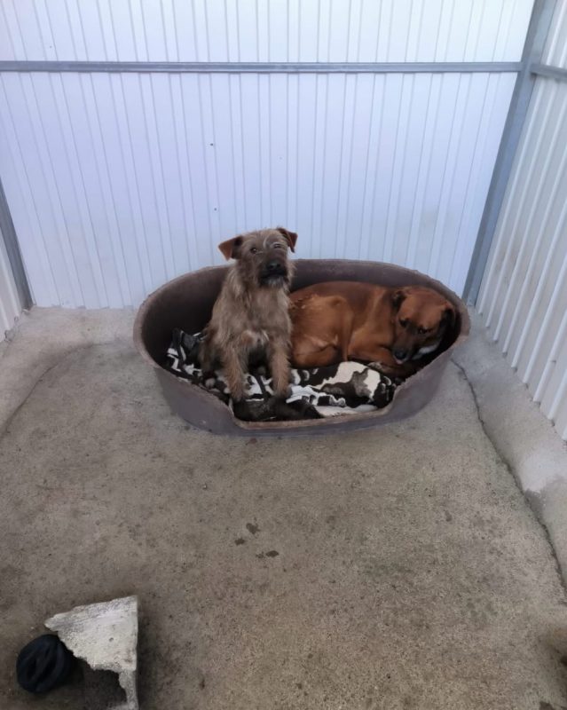 Mickey - Chien à adopter