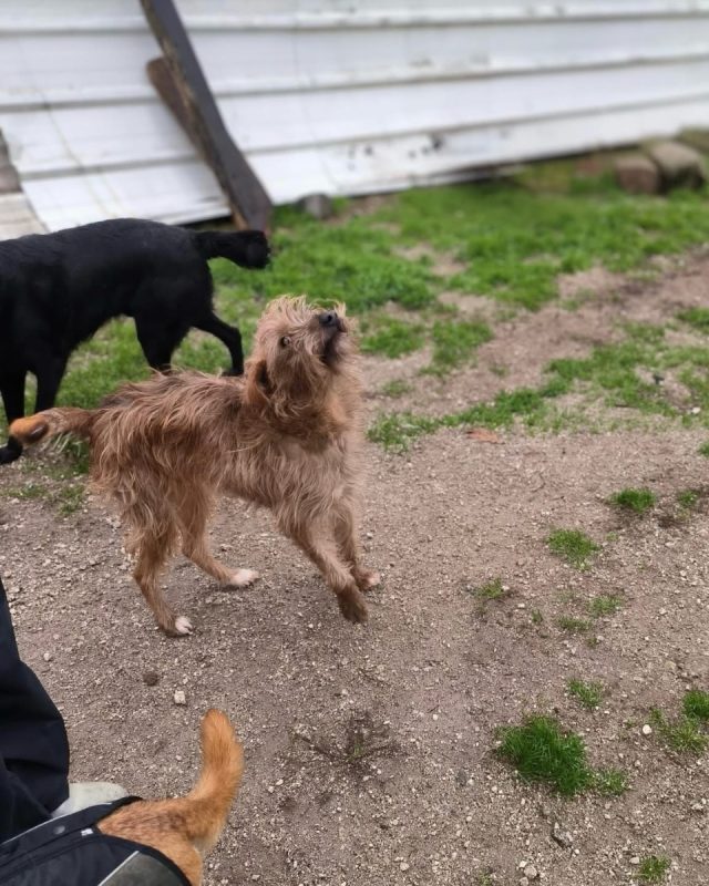 Mickey - Chien à adopter - photo 3